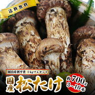 【全額返金】国産 松茸 中つぼみ(半開き) 約700g 3～10本程度 まつたけ マツタケ 利平栗1kgオマケ付 岡山…