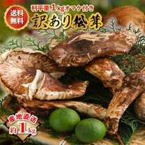 楽天市場】松茸 1本の通販