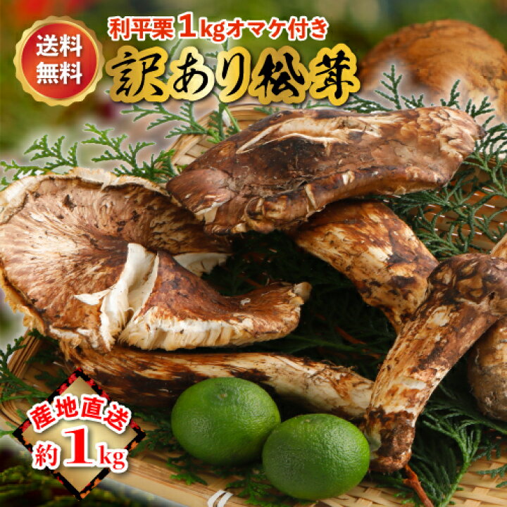 楽天市場】2025年10月分予約 松茸 訳あり 国産 産地直送 まつたけ 1kg 