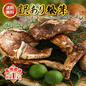 ySzԋz10\ 󂠂 Y  300g `1kg O ܂ }c^P R Y Yn ܂ yr  󂠂 }c^P z VՂ Mtg ƒp R  H 