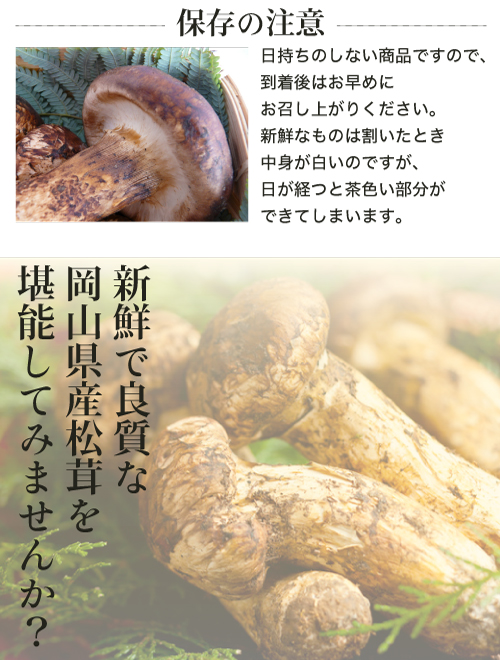 岡山県産 蕾松茸１０月３１日採取３２０g-