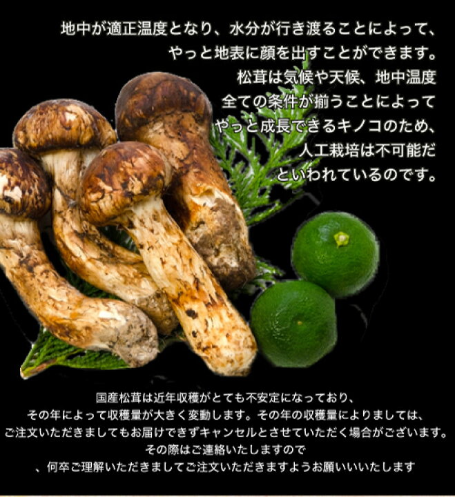 楽天市場】10月分予約 国産 松茸 中つぼみ(半開き) 450g前後 4〜8本 