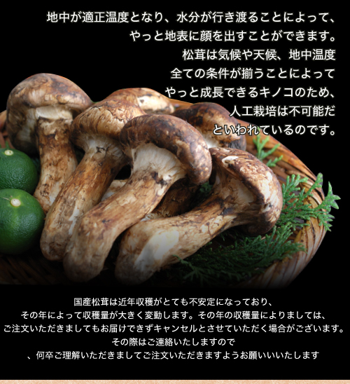 岡山県産 蕾松茸１０月３１日採取３２０g-