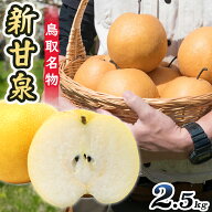 【(2026年9月発送)先行予約】【数量限定●朝獲れ】新甘泉 なし 梨 赤梨 鳥取県 うまい 2.5kg 5～9玉 フル…