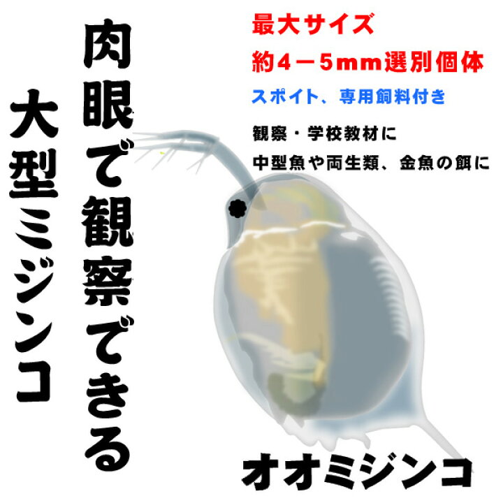 楽天市場 活餌 オススメ 夏季限定増量 約3倍増量 実験 観察 教材 オオミジンコ 約６０匹以上 最大サイズ選別 水槽 熱帯魚 観賞魚 飼育 生体 通販 販売 アクアリウム あくありうむ 小型 ネオス 楽天市場店