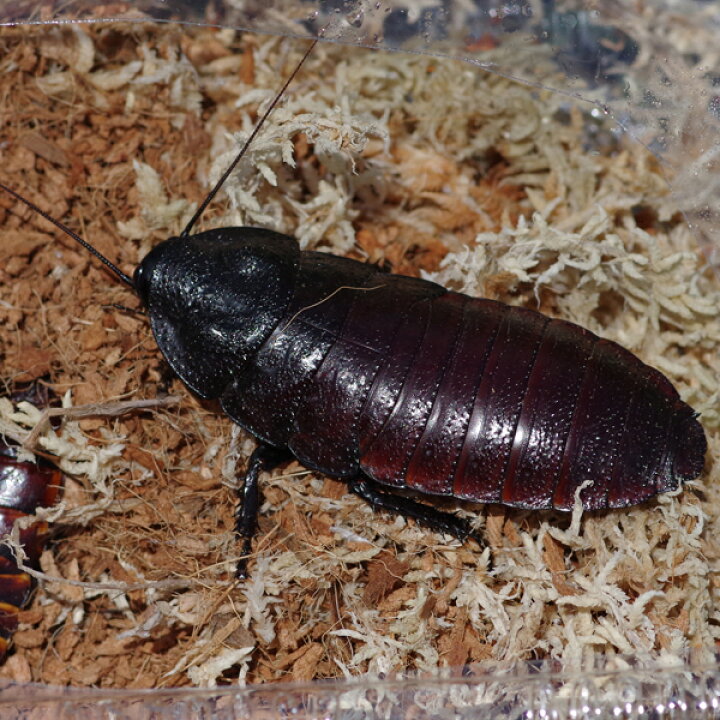 楽天市場 昆虫 マダガスカル ヒッシングローチ 約６ ９cm １匹 水槽 熱帯魚 観賞魚 飼育 生体 通販 販売 アクアリウム あくありうむ 小型 航空便不可 ネオス 楽天市場店