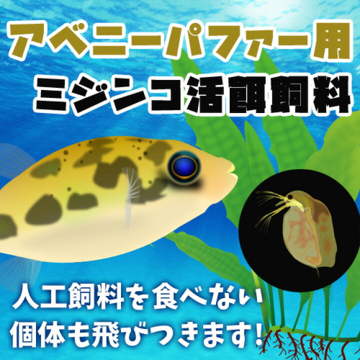 楽天市場 活餌 オススメ アベニーパファー用ミジンコ 400ml １００匹 水槽 熱帯魚 観賞魚 飼育 生体 通販 販売 アクアリウム あくありうむ 小型 ネオス 楽天市場店