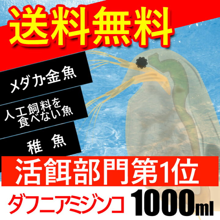 楽天市場 熱帯魚 活餌 オススメ 送料無料 ダフニアミジンコ 1000ml 250匹 水槽 熱帯魚 観賞魚 飼育 生体 通販 販売 アクアリウム あくありうむ 小型 ネオス 楽天市場店