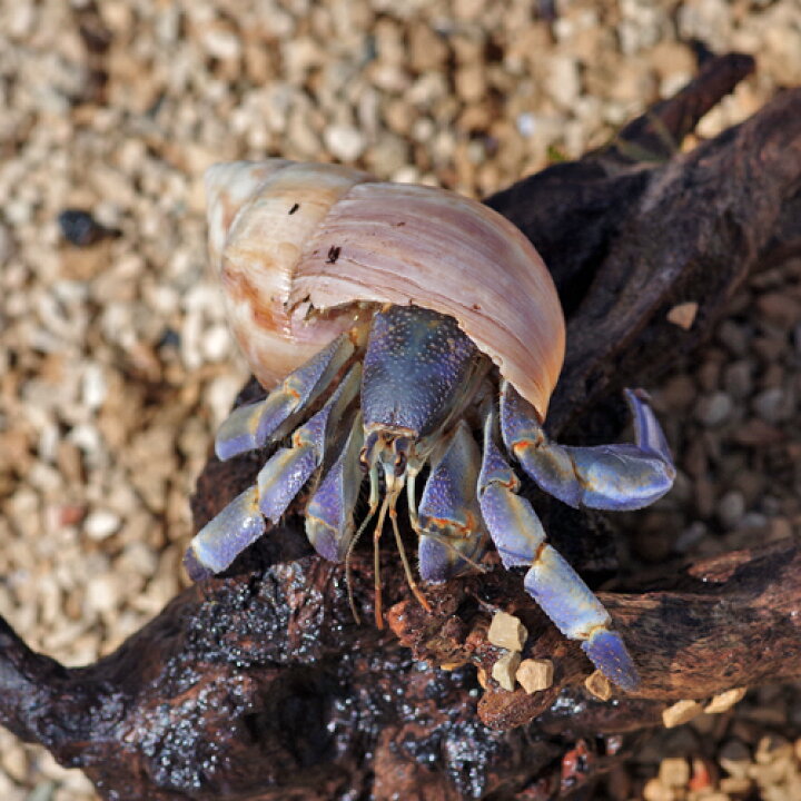 楽天市場 カニ オカヤドカリ 約７cm １匹 水槽 熱帯魚 観賞魚 飼育 生体 通販 販売 アクアリウム あくありうむ 小型 ネオス 楽天市場店