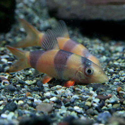 (熱帯魚)クラウンローチ(約3-4cm)(3匹)【再入荷】