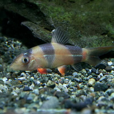 (熱帯魚)クラウンローチ(約3-4cm)(3匹)【再入荷】