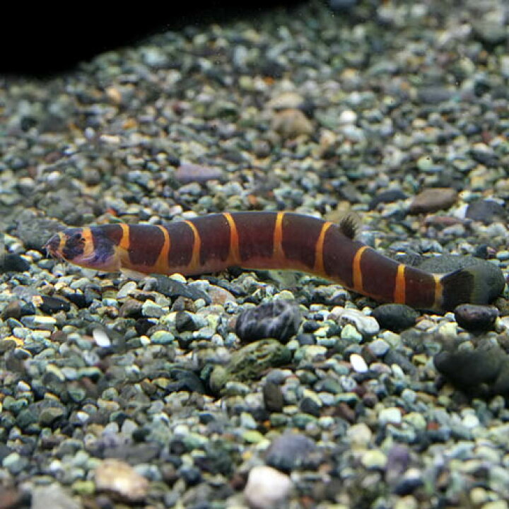 楽天市場 熱帯魚 生体 ジャイアントクーリーローチ 約６ ８cm ３匹 水槽 熱帯魚 観賞魚 飼育 生体 通販 販売 アクアリウム あくありうむ 小型 ネオス 楽天市場店