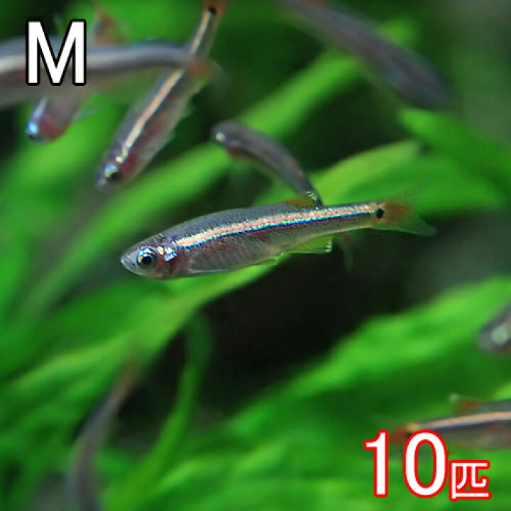 楽天市場 熱帯魚 生体 アカヒレ ｍサイズ 約１ ５cm １０匹 水槽 熱帯魚 観賞魚 飼育 生体 通販 販売 アクアリウム あくありうむ 小型 ネオス 楽天市場店