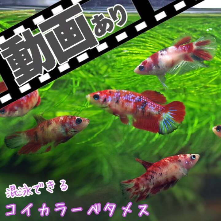 市場 貝 熱帯魚 水槽 生体 Cm 観賞魚 １匹 通販 オオタニシ 飼育