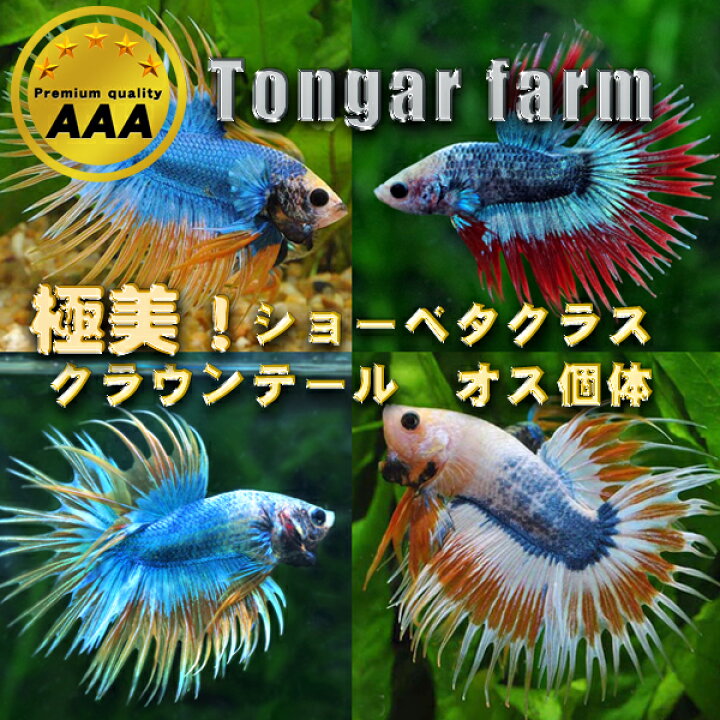 楽天市場 熱帯魚 生体 期間限定特価 美個体多数入荷 タイ最高峰ファームtongarfarm産 ベタ クラウンテール おまかせ個体 １匹 水槽 熱帯魚 観賞魚 飼育 生体 通販 販売 アクアリウム あくありうむ 小型 ネオス 楽天市場店