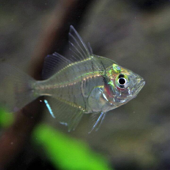 楽天市場 熱帯魚 生体 グラスエンゼルフィッシュ 約２cm ５匹 Tropical Fish 水槽 熱帯魚 観賞魚 飼育 生体 通販 販売 アクアリウム あくありうむ 小型 ネオス 楽天市場店