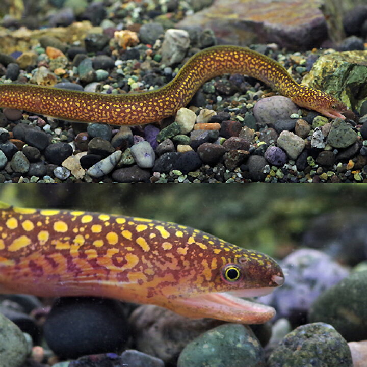 楽天市場 熱帯魚 生体 イエロースポットウツボ 約２０cm １匹 水槽 熱帯魚 観賞魚 飼育 生体 通販 販売 アクアリウム あくありうむ 小型 ネオス 楽天市場店