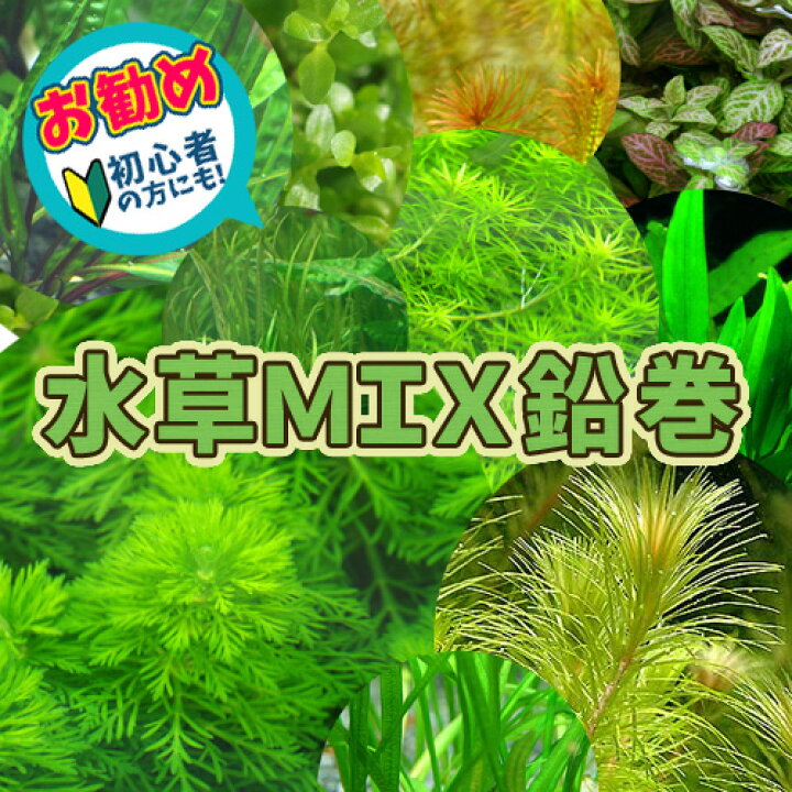 楽天市場 水草 おまかせ水草 鉛巻きmix ミックス 鉛巻１つに数種の水草 水槽 熱帯魚 観賞魚 飼育 生体 通販 販売 アクアリウム あくありうむ 小型 ネオス 楽天市場店
