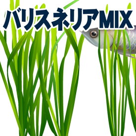 楽天市場 バリスネリア ナナの通販