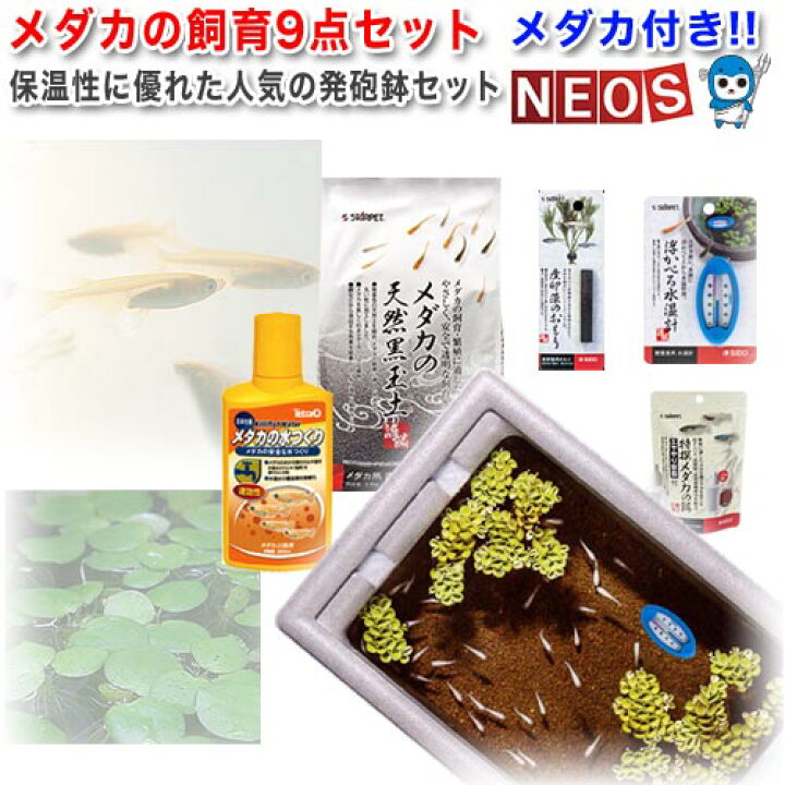 楽天市場 メダカ生体 水草付 メダカの飼育セット 発泡鉢タイプメダカも飼育用品も全て揃うネオス オリジナルセット 小型 水槽セット 水槽 熱帯魚 観賞魚 飼育 生体 通販 販売 アクアリウム あくありうむ 小型 ネオス 楽天市場店 楽天市場 メダカ生体 水草付 メダカの飼育セット 発泡鉢タイプメダカも飼育用品も全て揃うネオス オリジナルセット 小型 水槽セット 水槽 熱帯魚 観賞魚 飼育 生体 通販 販売 アクアリウム あくありうむ 小型 ネオス 楽天市場店