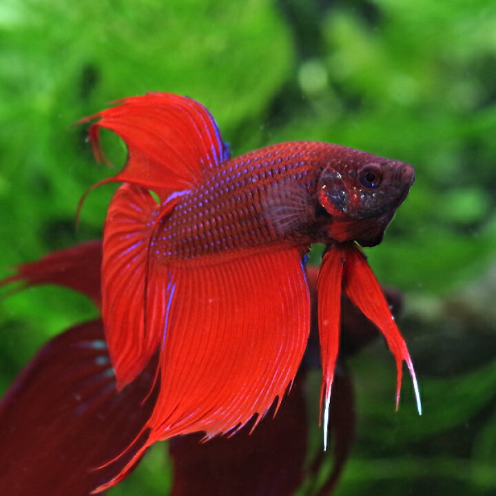 楽天市場 熱帯魚 生体 ベタ トラディショナル オス 赤系 約５cm １匹 水槽 熱帯魚 観賞魚 飼育 生体 通販 販売 アクアリウム あくありうむ 小型 ネオス 楽天市場店