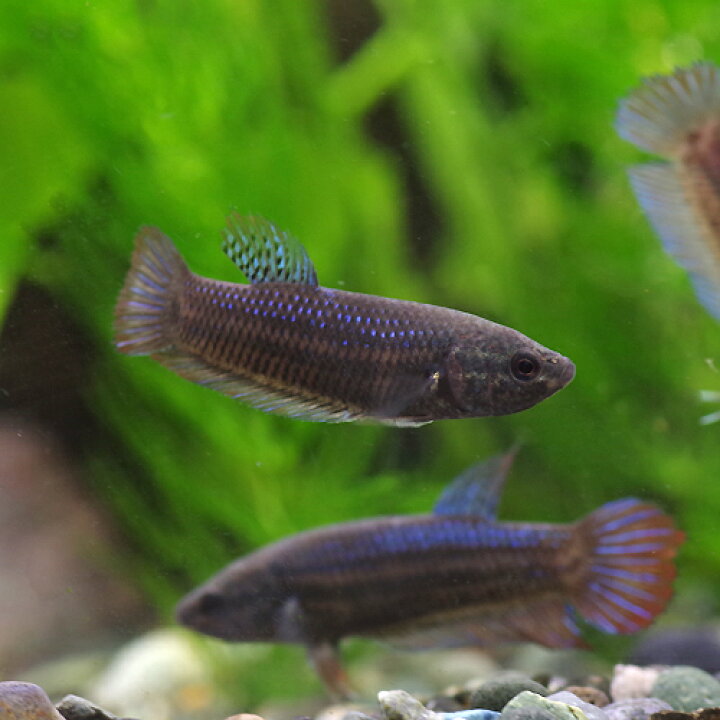 ベタ プラガット メス 1匹 生体 1匹 熱帯魚 約3cm 約3cm ベタ プラガット メス 1匹 生体 1匹 熱帯魚 約3cm 約3cm