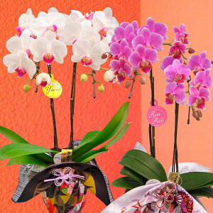 Yn̉ԃMtgy~fBӒ 2{ C~ 4 픫zyA-104zŖm̌Ӓ Ӓyzj a LO  A LOi v[g Mtg 