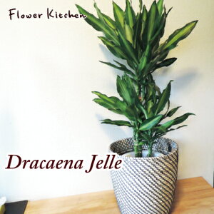 ϗtA whZi WF 7 { kX^CJS xkX^C JSt A ϗt yK̖؁zyDracaena Jellez Ă₷ A ̔ a JX j zj Vzj C