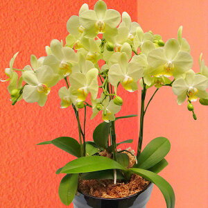 Yn̉ԃMtgy~fBӒ 3{ 6픫 CG[n܂zŖm̌Ӓ R`Eyzj/a/җ//Ď//LO//