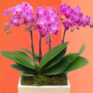 Yn̉ԃMtgy~fBӒ 3{ pem@sNn܂ 픫zŖm̌Ӓ R`Eyzj/a/җ//Ď//