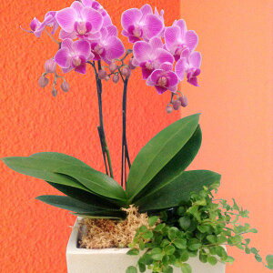 Yn̉ԃMtgy~fBӒ 2{ ϗt pem sNn ܂ 픫zŖm̌Ӓ R`Eyzj/a/җ//