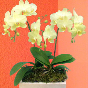 Yn̉ԃMtgy~fBӒ 3{ pem@CG[n܂ 픫zŖm̌Ӓ R`Eyzj/a/җ//Ď/