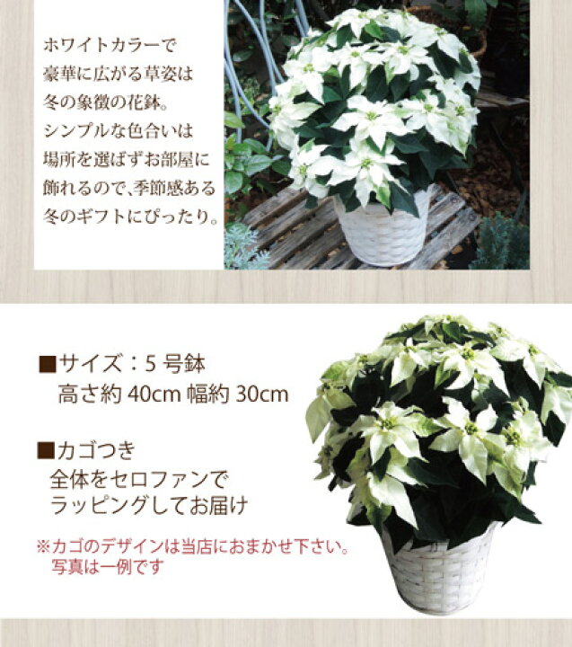 楽天市場 あす楽12時 品種が選べるプリンセチア 花鉢 かご付き ギフト可 送料無料 遠方お届け不可秋冬ギフトの定番 ポインセチア 鉢植え 花鉢 プリンセチアローザ ピュアホワイトお祝い お礼 御歳暮 贈答品 ギフト 贈り物 プレゼント 日付指定 Fktk 自由が丘