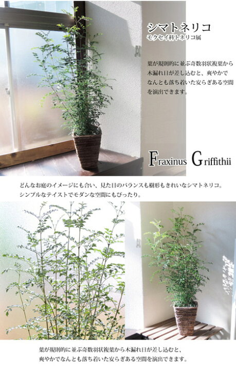 超人気の シマトネリコ 選べる円錐ポット鉢カバー 送料無料 選べる鉢カラー Rmladv Com Br