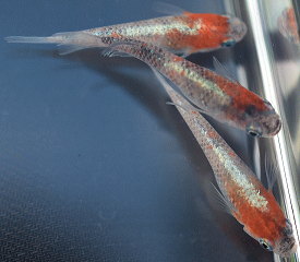 楽天市場 錦 メダカの通販