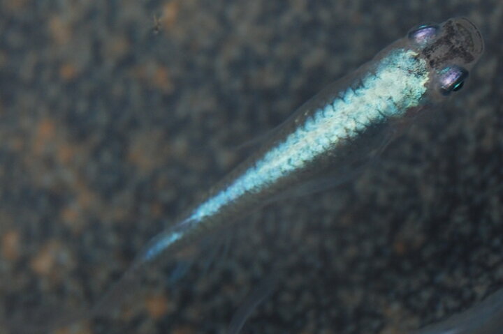 楽天市場 天女の舞 松井ヒレ長 幹之メダカ 青系 弱光 中光 10匹 松井直系 フォーカス 楽天市場 天女の舞 松井ヒレ長 幹之メダカ 青系 弱光 中光 10匹 松井直系 フォーカス