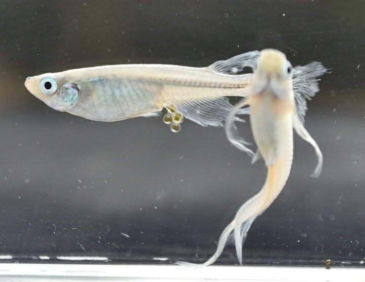 楽天市場 天女の舞 松井ヒレ長 幹之メダカ 青系 弱光 中光 10匹 松井直系 フォーカス 楽天市場 天女の舞 松井ヒレ長 幹之メダカ 青系 弱光 中光 10匹 松井直系 フォーカス