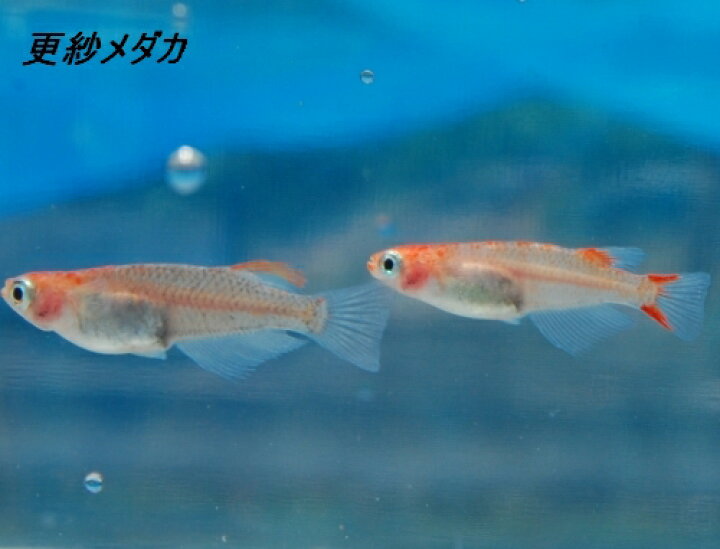 最大73 オフ メダカ 楊貴妃メダカ Aグレード 10匹 Shipsctc Org