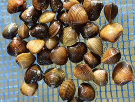 楽天市場 シジミ 熱帯魚 アクアリウム ペット ペットグッズ の通販