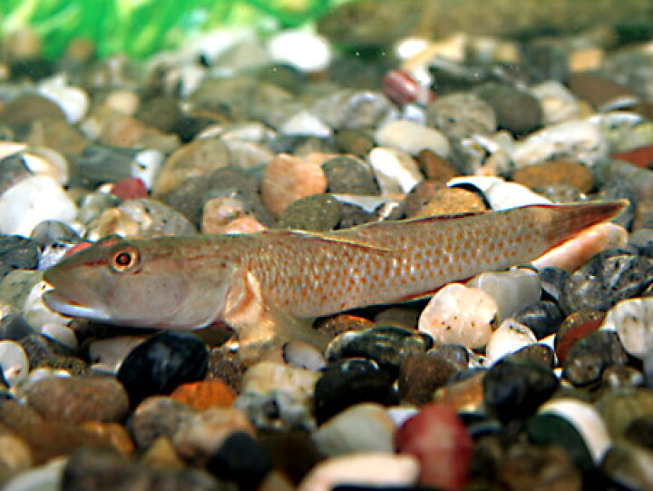 大人気の ヨシノボリ 10匹 川魚 Shipsctc Org