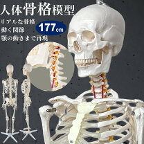 楽天市場】人体模型 等身大整体 ヒューマンスカルの通販