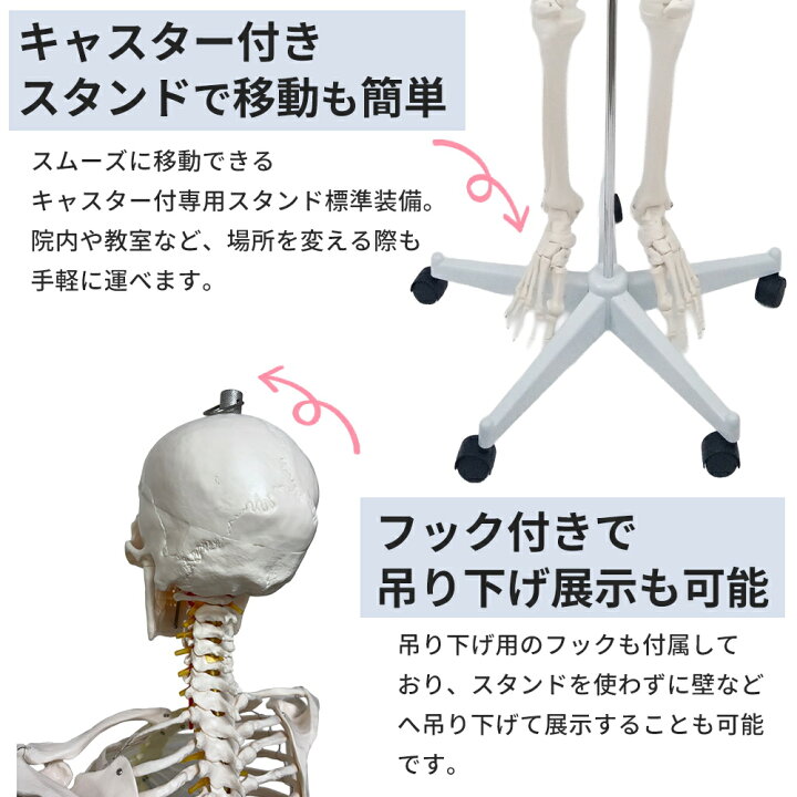 楽天市場】【楽天1位受賞】人体模型 Rohs認証品 骨格模型 等身大 全長 