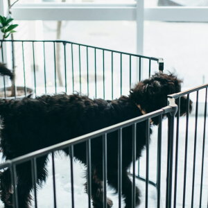 Scandinavian Pet Design n[XQ[g Q[gZNV