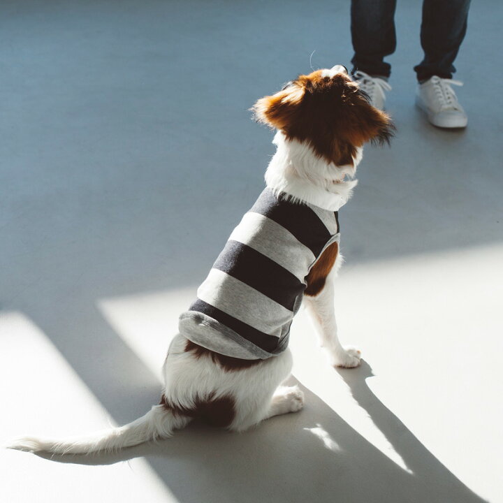 楽天市場 犬 服 ドッグウェア ワイド ボーダー ラガー シャツ犬服 おしゃれ シャツ 高級 シンプル ラガーシャツ いぬ 洋服 ウェア ドッグ フリーステッチ