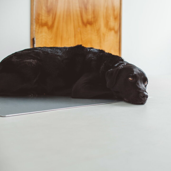 楽天市場 犬用 ベッド クール 冷たい 接触冷感 冷感 夏 冷やす ボード マット ベッド 夏場 ひんやり 犬 いぬ ドッグ 犬用 犬 ベッド 犬用 ベッド マット アルミ 小型犬 大型犬 中型犬 おしゃれ シンプルシンプル クールベッド シルバー L フリーステッチ