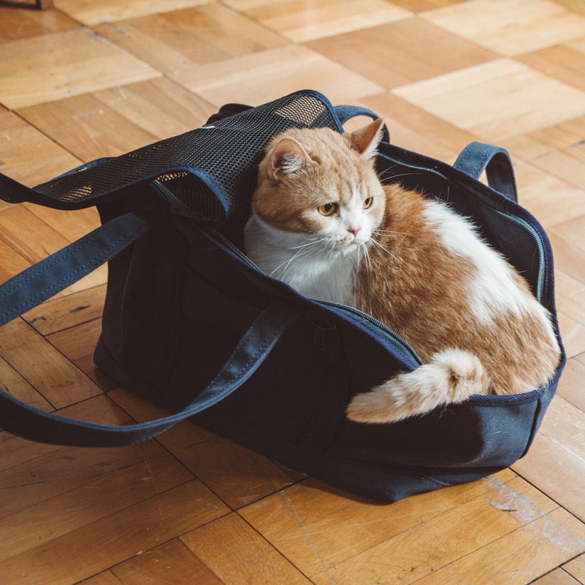 楽天市場】【猫 キャリー】キャリー 鞄 バッグ キャリーバッグ ネコ 猫