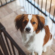 【犬 サークル】サークル シート レクタングル Mケージ　ゲージ　シート　マット　簡単　かんたん　ドッ…