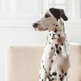 【犬 首輪】オリジナル ヌメ コンチョ カラー 3L サイズ犬 首輪 犬の首輪 大型犬 革 革製 皮 本革 レザー おしゃれ かわいい　大型犬　ダルメシアン　ラブラドール　ゴールデン　ドッグ　ペット　カラー　日本製　牛革 亜鉛ダイキャスト 真鍮