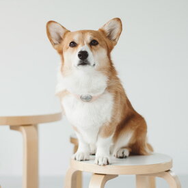 【犬 首輪】オリジナル ヌメ コンチョ カラー LL サイズ　犬用犬首輪 犬の首輪 革 犬 首輪 中型犬 大型犬　犬　犬用品　首輪　犬　首輪　首輪　レザー　コーギー　ドッグ　皮　ペット　カラー　コンチョ　牛革 亜鉛ダイキャスト 真鍮
