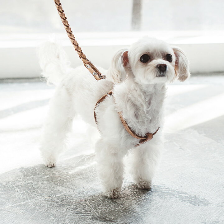 楽天市場 犬 ハーネス 革 オリジナルヌメリングワンタッチハーネス 30 小型犬用 Free Stitch